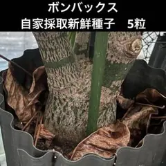 2025年最新】ボンバックス 種子の人気アイテム - メルカリ