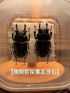 バオンゴクマルバネクワガタ標本 2025年最新】マルバネクワガタ 標本の人気アイテム - メルカリ