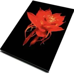 シャニダールの花 特別版('12ファントム・フィルム) DVD 綾野剛