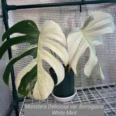 特級品！高さ145cm モンステラ　ホワイトタイガー　美株 特級品！高さ145cm モンステラホワイトタイガー美株