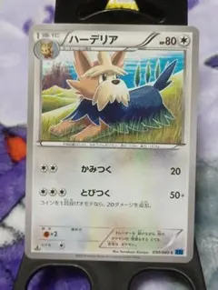 ポケモンカード　ハーデリア XY1