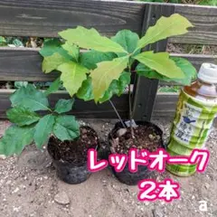 北の蝦夷　黄色く紅葉する　ミズナラ　1メートル50センチ　4年苗　大小セット 北の蝦夷 黄色く紅葉する ミズナラ 1メートル50センチ 4年苗