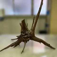 Item thumbnail for item f594c639-4502-467a-9757-4619550ed884