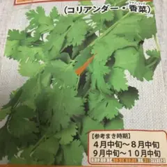 コリアンダーの種10粒