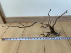 スマトラウッド　Mサイズ