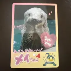 鳥羽水族館 70周年記念 コレクションカード ノーマルカード　メイ