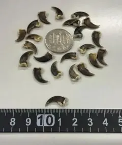 コヨーテ　coyote　爪（ブラック 小）20本セット