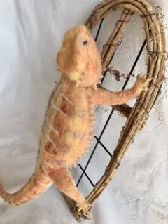 フトアゴヒゲトカゲ