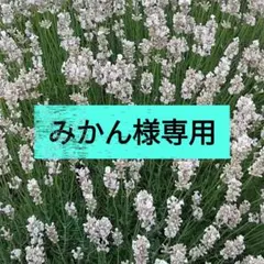 HiHi Jets みかん様専用