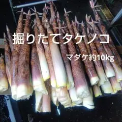 4月10日 早朝掘り　タケノコ　１０キロ　3 ad2c3a280a05ccf81569f728491d46