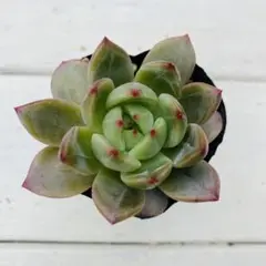 多肉植物 38.グリーンシャンペン 抜き苗