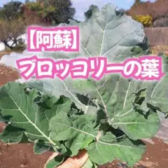 Item thumbnail for item a3f1c0e7-13b6-423d-a092-0e43808b01ee