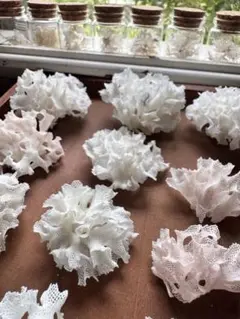 貝殻標本　アミコケムシ③