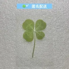 涙の女王 クローバー カード 栞 ㉛
