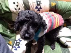 宇宙君