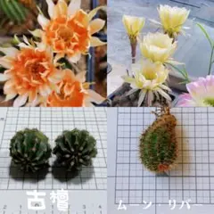 取り置き専用