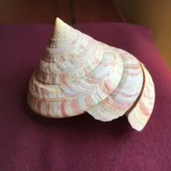 ナンバンオキナエビス6cm!! ナンバンオキナエビス6cm!! ゴトウオキナエビス – 鳥羽水族館