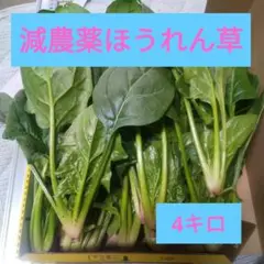 農家直送!減農薬ほうれん草4キロ
