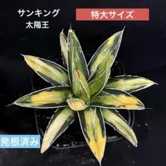 2025年最新】サンキング アガベの人気アイテム - メルカリ