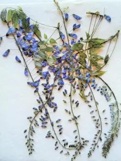 N-49 押し花 ふじ の花 藤