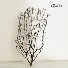 ウミウチワ〈241〉