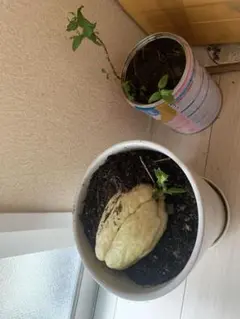 ハヤトウリの苗