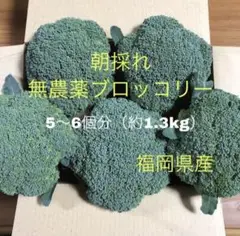 福岡県産 朝採れブロッコリー