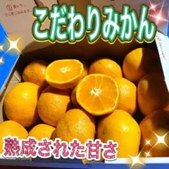 みかん 早生 低農薬 1キロ以上 甘い