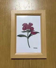 ダイアンサスのイラスト　ポストカードサイズ（フレーム付き）