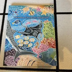 美ら海観察ガイド