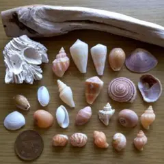 貝殻ヤドカリ標本セットと流木珊瑚つき