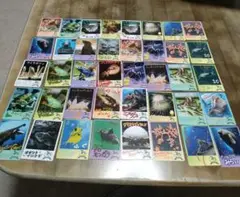 ノーマルカード40枚＋外袋11袋　鳥羽水族館 コレクションカード