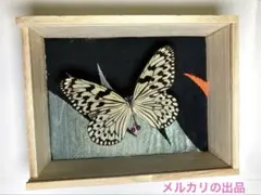 インテリアに！　お店の飾りに！　オオゴマダラ　蝶の標本