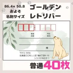 【ゴールデンレトリバー】宛名シール　差出人シール　普通サイズ　40枚　動物　犬