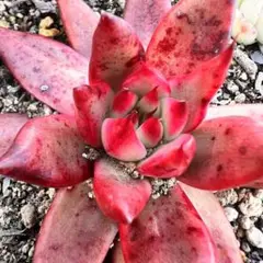 紅相 根付き抜き苗多肉植物 エケベリア