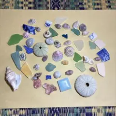 【491】貝殻　ウニ　シータイル　巻貝　タカラガイ　ミニサイズ　ウノアシ　セット
