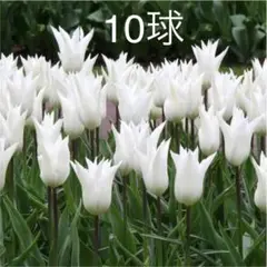 大人気チューリップ 球根 10球 ホワイトトライアンファター