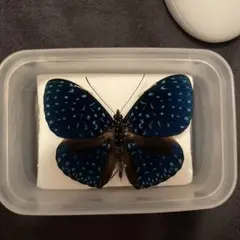 2025年最新】青い蝶 標本の人気アイテム - メルカリ