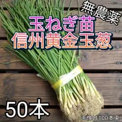 信州松本産無農薬玉ねぎ苗【信州黄金玉葱】50本