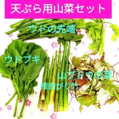 2025年最新】ウドブキの人気アイテム - メルカリ