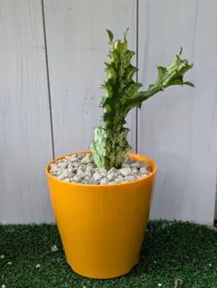 P*Y様 希少種【多肉植物】ユーフォルビア・イエローゴースト（4号深型スリット鉢 P*Y様 希少種【多肉植物】ユーフォルビア・イエローゴースト（4