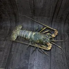 イセエビの仲間の剥製 標本 伊勢海老 ロブスター