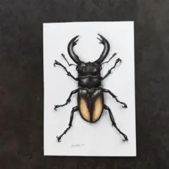 カブトムシのイラスト　色鉛筆画　標本風