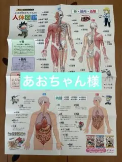 人体図鑑　ポスター
