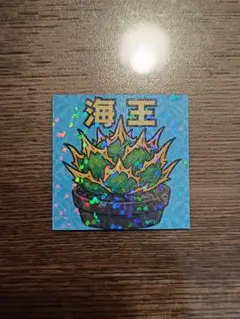 M　まとめて発送可能　海王　アガベ　ステッカー　チタノタ　オテロイ　オアハカ