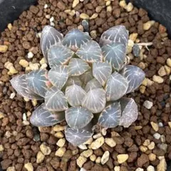 多肉植物 ハオルチア ブラックオブツーサ錦(糊斑)