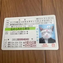 希少　非売品　なめ猫免許証