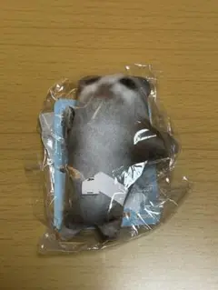 猫ミーム