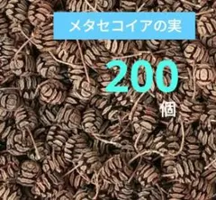 #H75 メタセコイアの実 天然素材　ドライ 木の実　200個