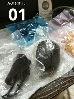 かぶとむし01　ヘラクレスヘラクレス　黒